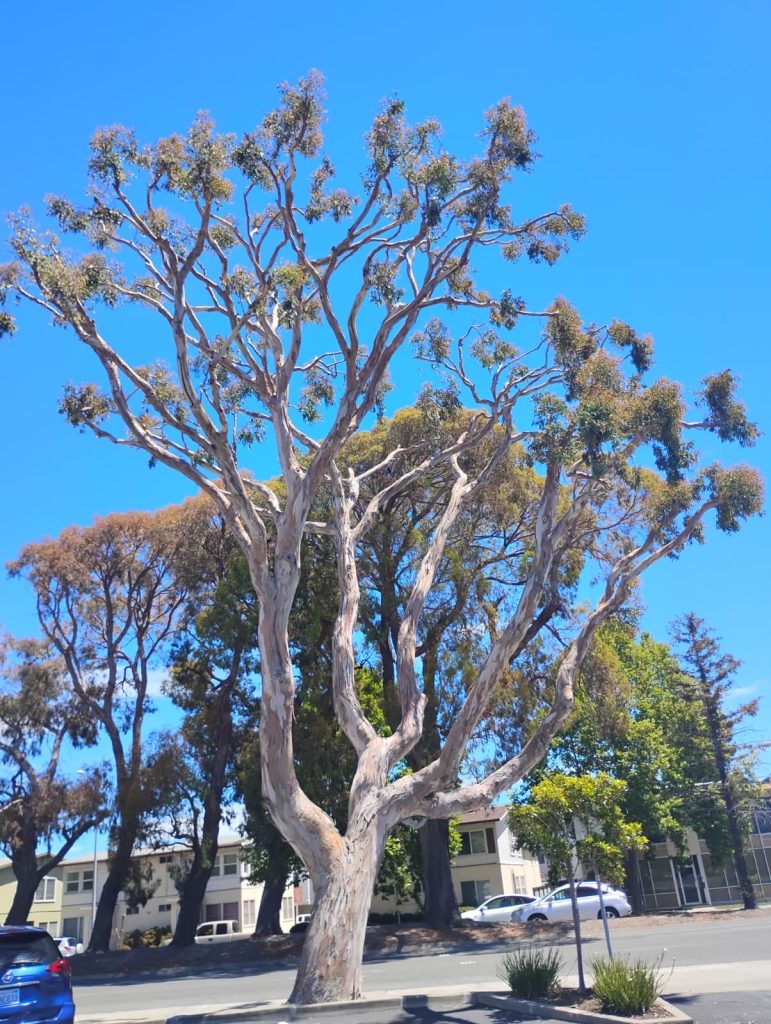 Mature eucalyptus tree after tree care work