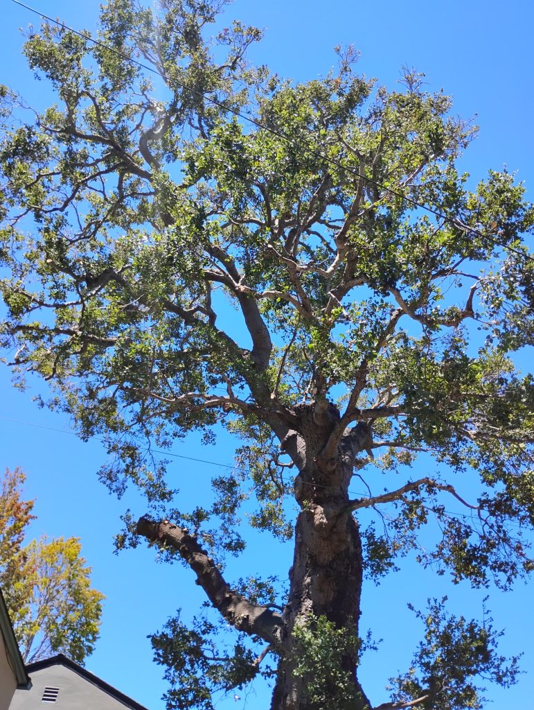 Mature oak tree with a maintained canopy