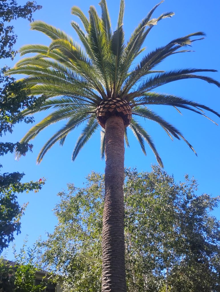 Palm tree canopy after trimming